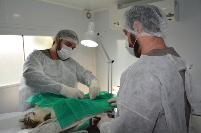 Veterinários durante procedimento em uma das etapas do Mutirão de Castração neste ano