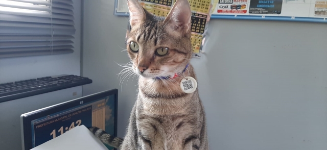 O mascote da Secretaria Jack e sua coleira de identificação