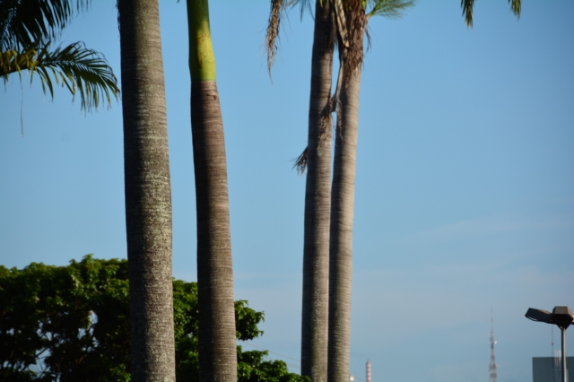 Palmeiras estão inclinadas e representam riscos à segurança