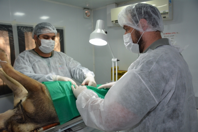 Primeira etapa do mutirão de castração segue até o final de semana em Alfredo Guedes para atender os animais cadastrados pelos tutores