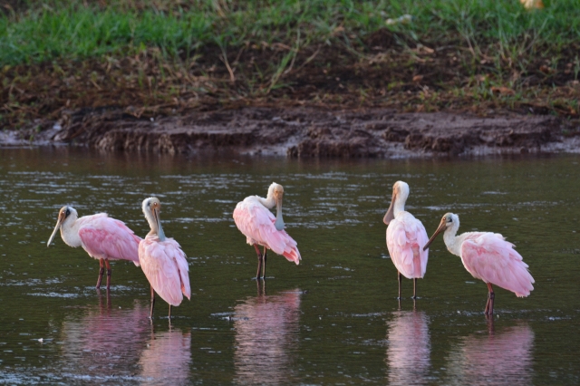 O Colhereiro-americano é nativo da América do Sul