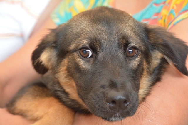 Diversas atitudes podem caracterizar maus-tratos animais, além da agressão física