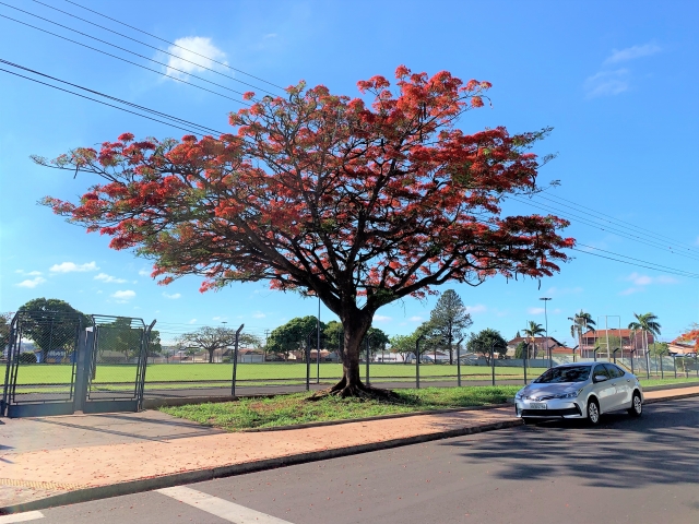 Ajude seu filho a tirar foto de uma árvore e participar do concurso