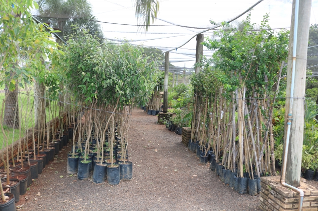 Viveiro vai disponibilizar mudas para arborização urbana