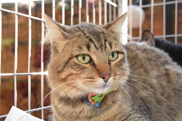 Feira de Adoção acontece no sábado, 16, na quadra da Escola Municipal Luiz Zillo (Núcleo)