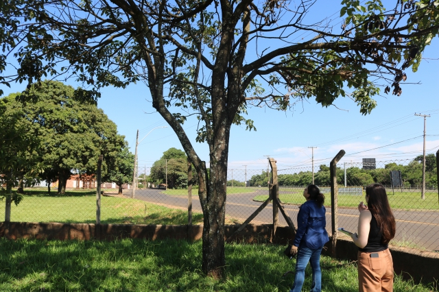 Parceria entre Meio Ambiente e Educação avalia condições das árvores nas escolas e creches municipais