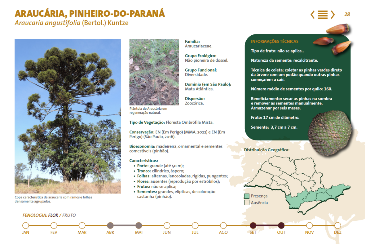 Sobre a espécie Araucária, Pinheiro-do-Paraná